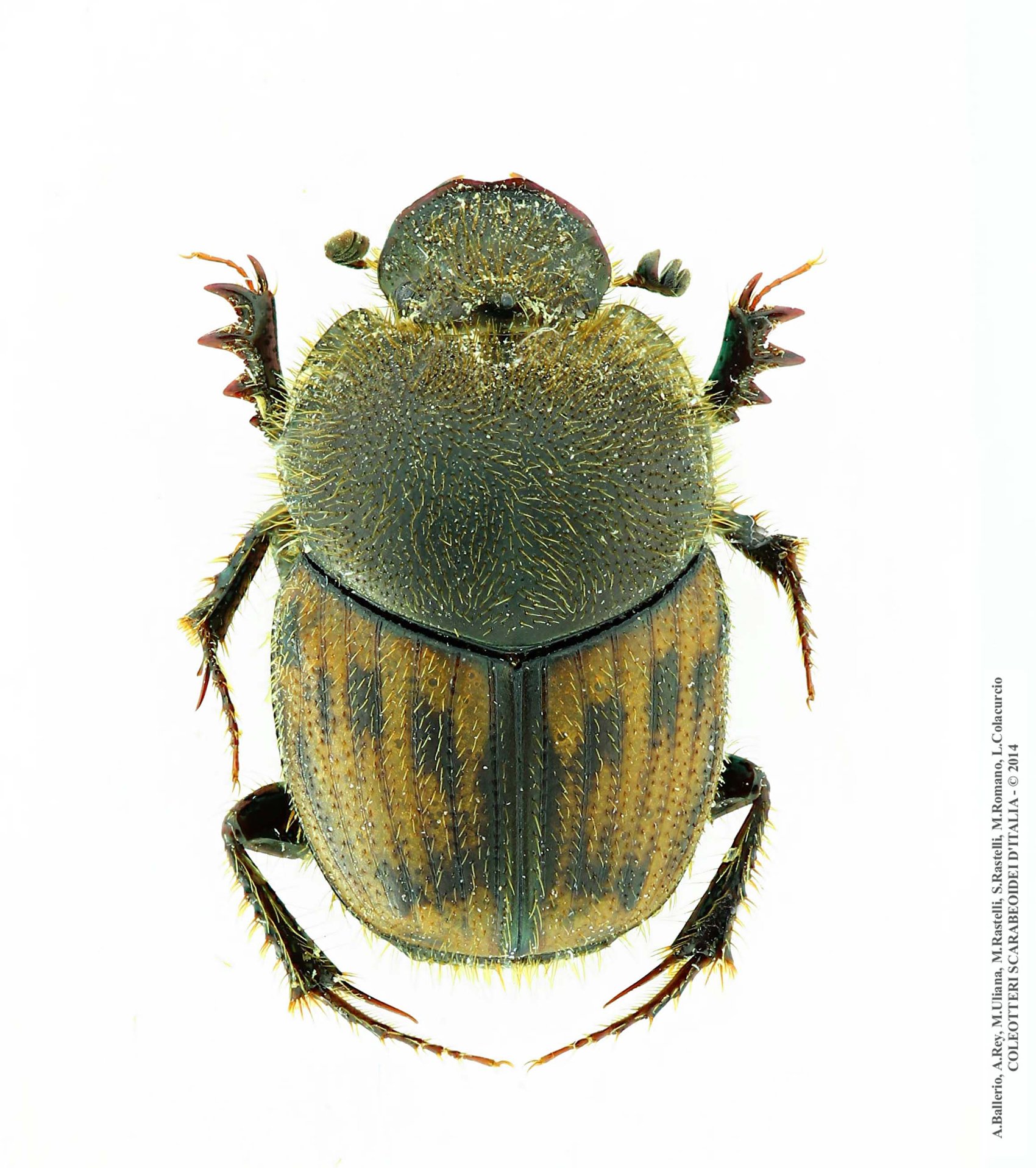Onthophagus maki